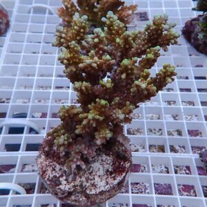 Branching coral frag with pale green-tipped branches mounted on a round plug, resting on a white grid in an aquarium setup.