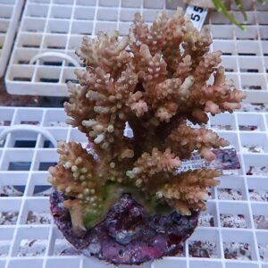 Pink-tan branching coral fragment mounted on a purple plug, resting on a white grid rack.