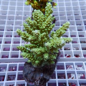 Green branching coral frag with dense, cup-shaped polyps on a rock plug resting on a white grid surface.