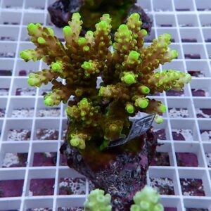 Neon green branching coral (Acropora) mounted on a plug in a frag tank rack
