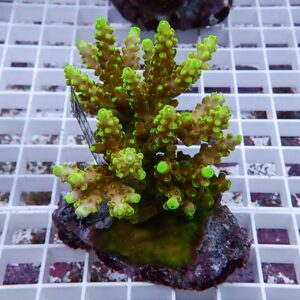 Neon green branching coral frag mounted on a rock plug against a white grid background.