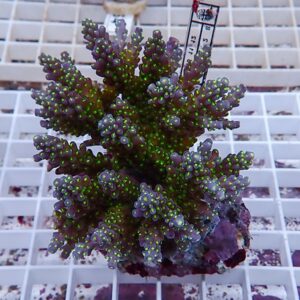 Purple coral frag with neon green polyp tips resting on a white grid rack in an aquarium setup.