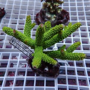 Bright green branching coral fragment with rounded polyps on a white grid rack, with a measuring ruler for scale in the foreground.