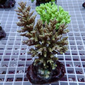 Branching coral fragment with beige-brown branches and pale green tips mounted on a round plug, on a white grid rack (aquarium frag).