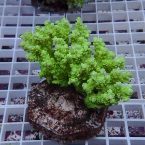 Neon-green branching coral frag mounted on a rough rock plug on a frag rack backdrop. For an aquarium display.