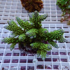 Green branching coral (acropora) with finger-like projections resting on a white grid rack in a marine aquarium setting.