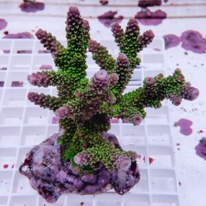 Green branching coral frag with purple-tipped tips mounted on a rock, placed on a grid surface in an aquarium setting.
