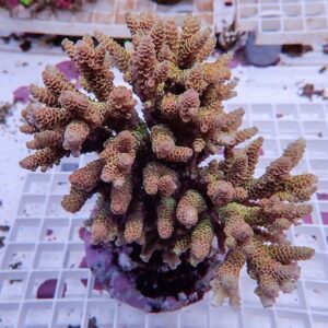 Branching coral frag (Acropora) in a small pot with beige-tan finger-like branches on a grid surface