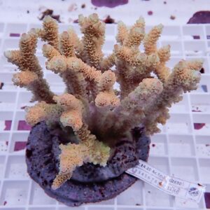 Branching coral frag with pale orange polyps mounted on a circular plug in a grid tray