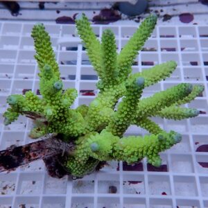 Bright green, branching succulent with bead-like leaves on a white plastic grid propagation tray.