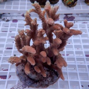 Pink branching coral frag with finger-like branches on a small rock plug, sitting on a white grid rack in a reef aquarium setup.