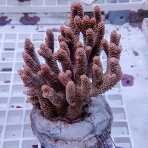 Purple branching coral frag in a rock base atop a white grid rack, in an aquarium setup.