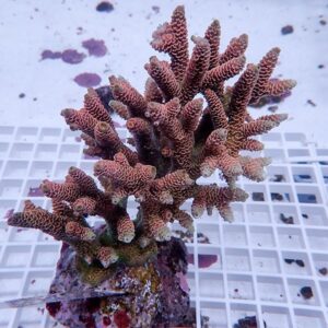 Branching coral frag with pink-tan polyps mounted on a rock in an aquarium setting.