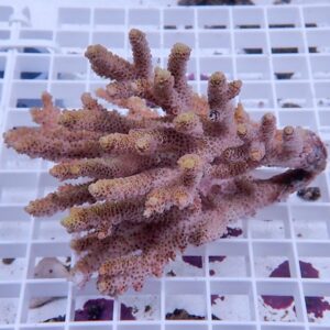 Pink branching coral fragment with small polyps on a white grid rack.