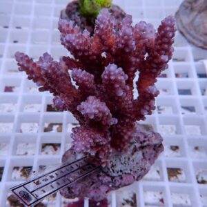 Purple branching coral fragment resting on a grid tray, showing purple-pink hues and polyp-covered branches.