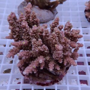 Pink branching coral frag with tiny yellow polyps on a white grid background (aquarium coral).