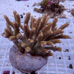 OLYMPUS DIGITAL CAMERA - AQUAGIFT 用品ショップ Brown branching coral fragment mounted on a circular plug, on a rack surface.