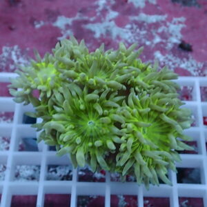 Close-up of a lime-green coral frag (green star polyps) resting on a white grid rack in an aquarium setting.