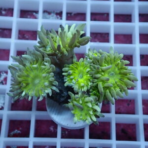 Cluster of bright green coral polyps with lime centers in a small pot on a white grid table surface.