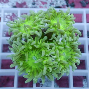 Close-up of neon green zoanthid coral polyps opening on a white frag rack inside an aquarium.
