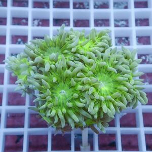 Bright green zoanthid coral frag with open polyps on a white grid rack.