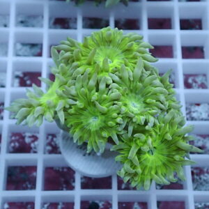 Neon green zoanthid coral colonies clustered on a frag plug atop a white grid rack