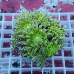 Cluster of bright green zoanthid coral polyps with neon centers on a white frag rack.