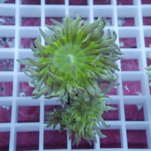 Close-up of lime-green coral polyps radiating from a central disk on a white grid rack.