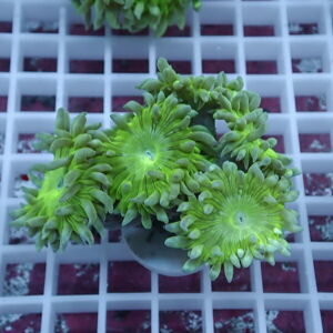 Cluster of bright green zoanthid coral polyps with lime centers on a white rack display.
