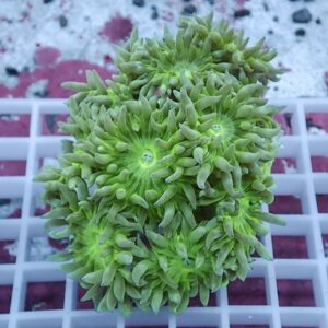 Close-up of a bright green coral colony with many small tentacle-like polyps on a white grid background.