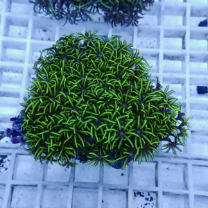 Green star-polyp coral colony with long slender tentacles on a frag plug in a white grid rack; bright lime-green color stands out under blue lighting.
