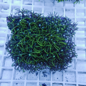 Dense coral frag with bright green, curling polyps on a white grid plug.