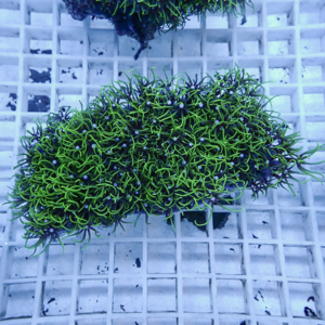 Fluorescent-green coral fragment with long, feathery polyps resting on a white grid rack.