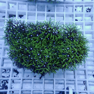 Dense, bright green coral fragment with many tiny white polyps on a light grid background.