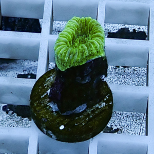 Close-up of a neon green, grooved mushroom coral attached to a brown frag plug on a white aquarium grid rack.