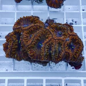 irm-b-3090 - AQUAGIFT 用品ショップ Cluster of orange-brown zoanthid corals with bright green centers on a white coral rack railings.