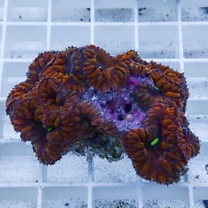 Bright orange coral colony with frilled polyps on a purple base resting on a white aquarium grid rack.