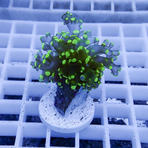 Small coral fragment mounted on a white plug, with bright neon-green-tipped polyps, placed on a white grid in an aquarium rack under blue lighting