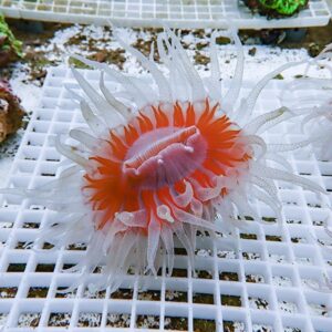Orange and pink sea anemone with long white tentacles resting on a white plastic grid in an aquarium setting.