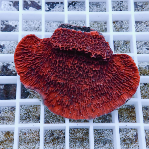 Red, fan-shaped mushroom with a textured, ridged surface on a white grid background