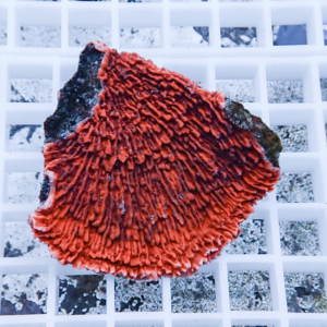Red coral fragment with dense, finger-like ridges on a white grid background, likely a preserved coral specimen.