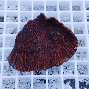 Red, ribbed coral fragment resting on a white grid surface (aquarium rock)