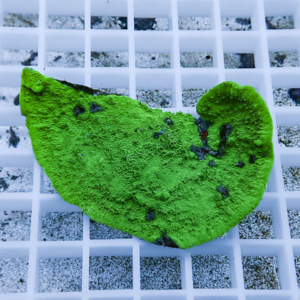 Bright green irregular piece with a textured surface and small dark spots resting on a white grid background.