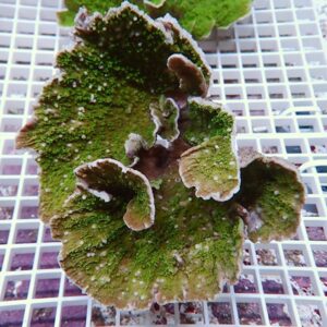 Green, frilly coral fragment with brown edges resting on a white plastic grid.