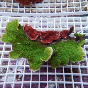 Bright green leafy seaweed with red, ridged fronds resting on a white plastic grid grid surface.
