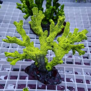 Lime-green branching coral frag mounted on a small rock, placed on a white grid reef rack.