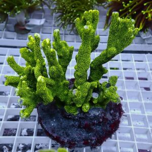 Bright green branching coral fragment mounted on a dark rock, resting on a white grid rack nearby in a reef tank supply setup