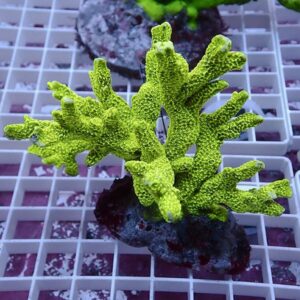 Neon green branching coral fragment mounted on a dark plug, resting on a white grid rack in a reef aquarium.