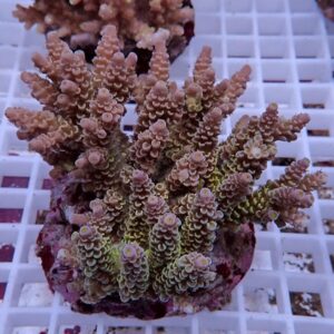 Close-up of a pinkish branching coral frag with many fingerlike branches mounted on rock on a white grid tray.