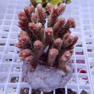 Pink branching coral frag attached to a round plug, resting on a white grid surface in an aquarium setting.